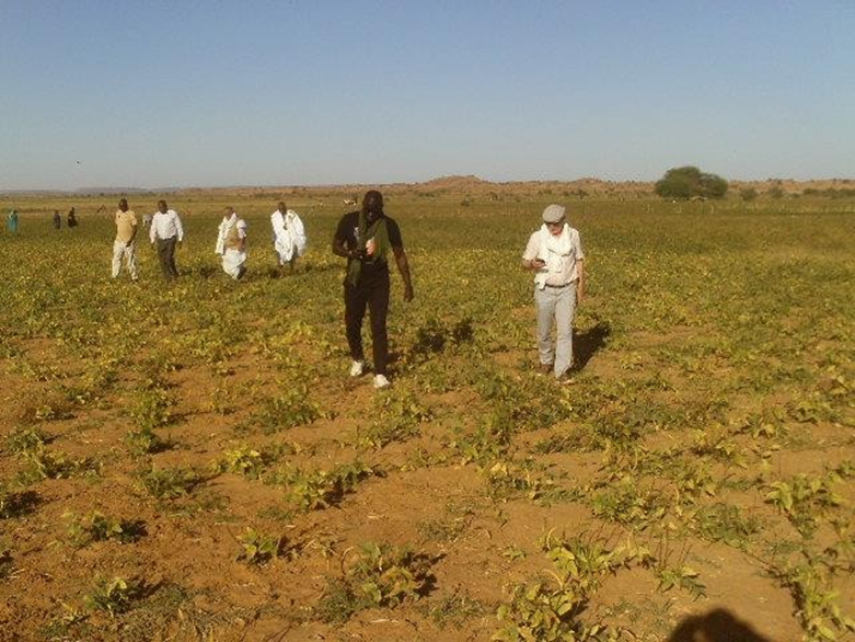 Cultivation of cowpea during the period of receding waters: the experience of Maghta Sfeirat in Mauritania to enhance food security and climate resilience